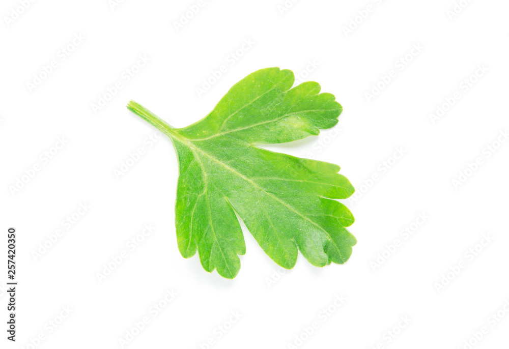 Green parsley leaf on white background - Image Green parsley leaf on white background - Image