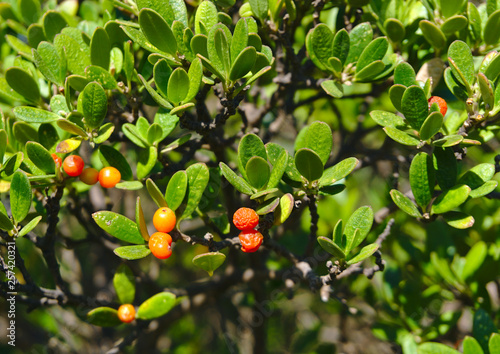 Small wild fruits in light orange color