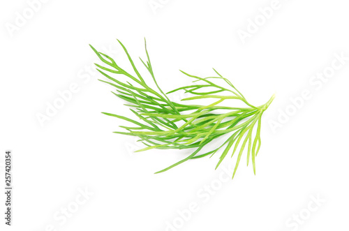 Green dill branch on white background - Image