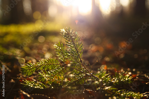 Sunlight in the forest. Nature blurred background 
