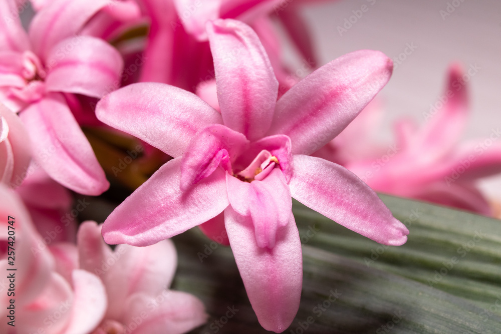 Macro shot of pink hyacinth flower 