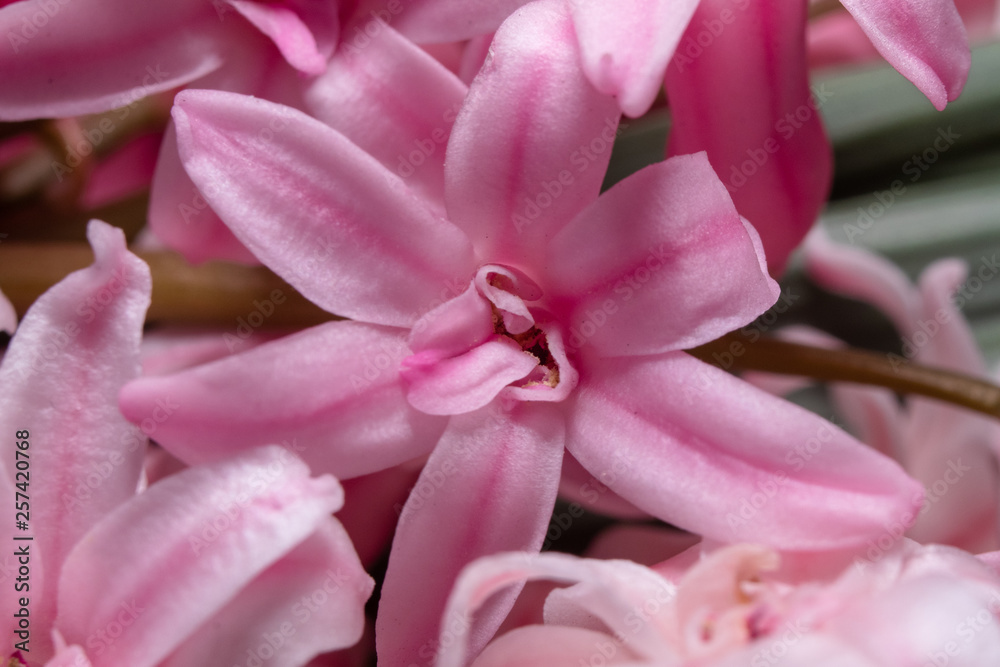Macro shot of pink hyacinth flower Macro shot of pink hyacinth flower