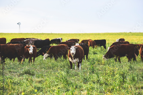 Cows in Countryside, Pampas, Argentina