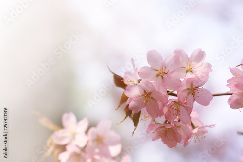 branch of cherry blossoms Sakura. spring time