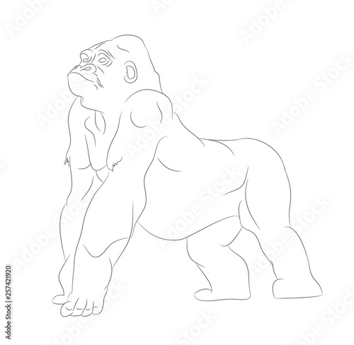 vector illustration of a gorilla, drawing by lines, vector