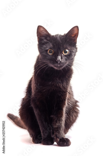 Black Cat sitting and looking at the camera, isolated on white.