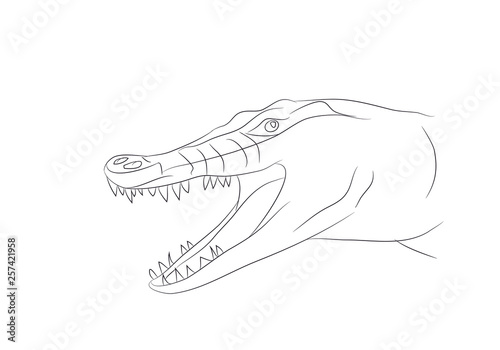 vector illustration of a crocodile portrait, drawing by lines