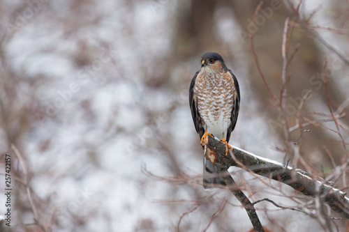 Sharp shinned Hawk Searching Prey photo