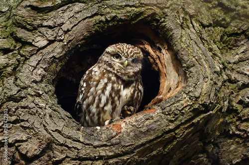 Little owl in tree hole
