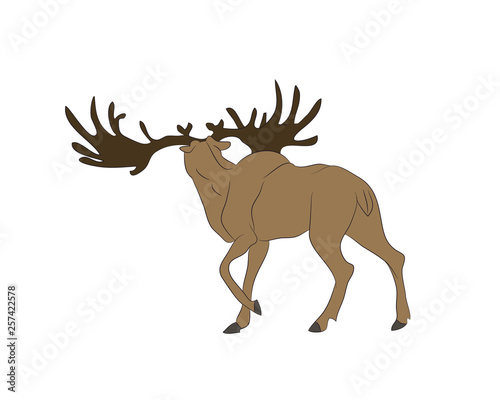 vector illustration of a deer that stands  drawing color