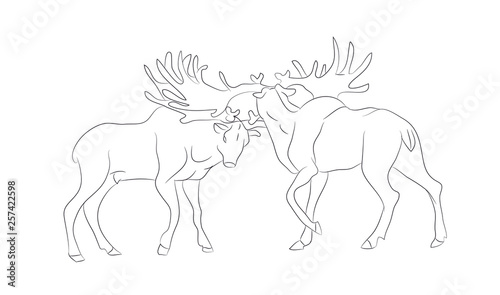 vector illustration of a deer fighting  drawing by lines