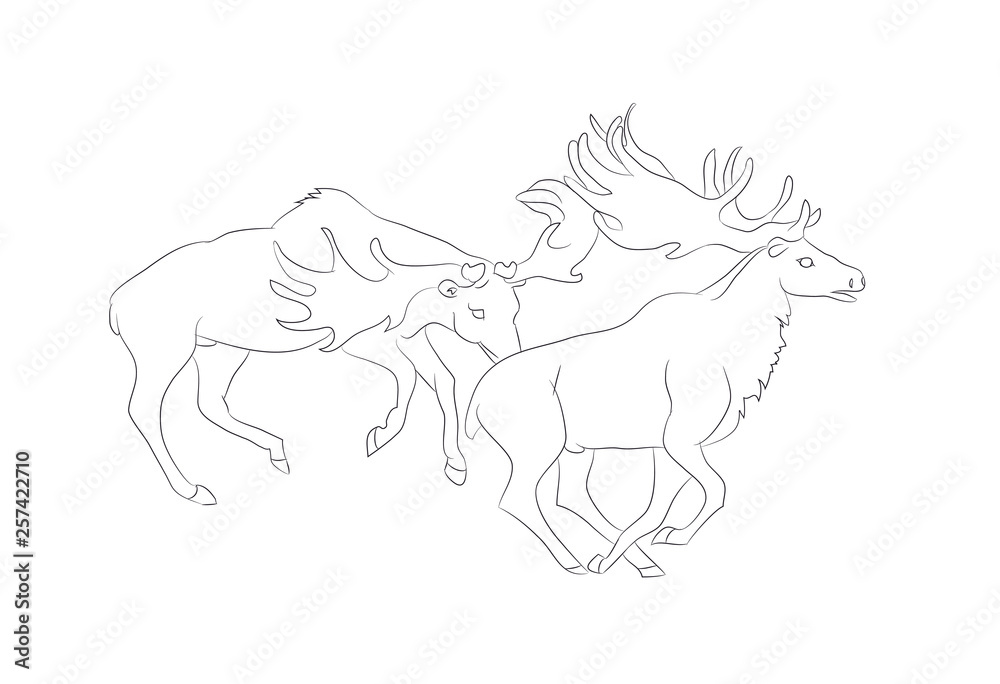 Fototapeta premium vector illustration of a deer fighting, drawing by lines