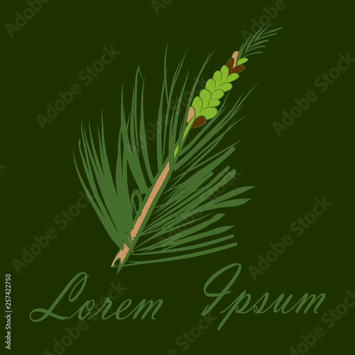 A pine branch with green needles and a male cone