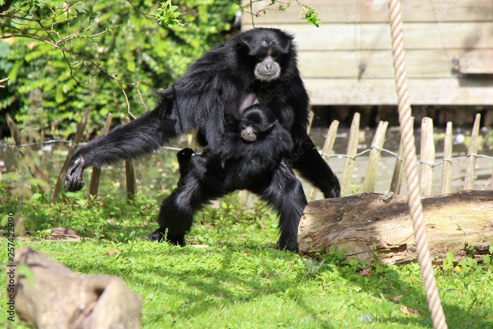 Siamang 