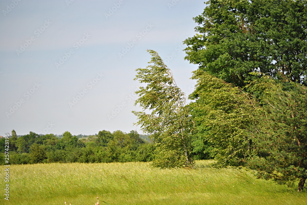 Fototapeta premium Paysage