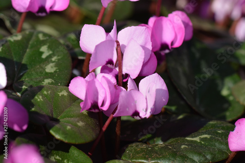 Alpenveilchen - Cyclamen