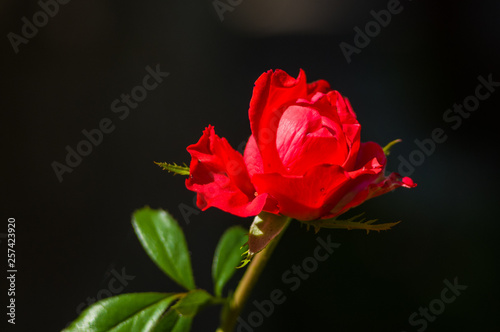 Beautiful Red Rose flower. Nature. close up  selective focus