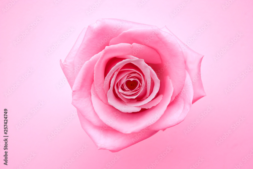 pink rose with heart isolated on pink background pink rose with heart isolated on pink background