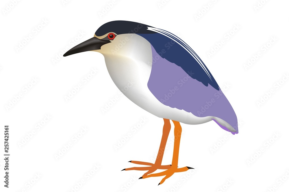 Illustration of a black-crowned night heron (Nycticorax nycticorax) Illustration of a black-crowned night heron (Nycticorax nycticorax)