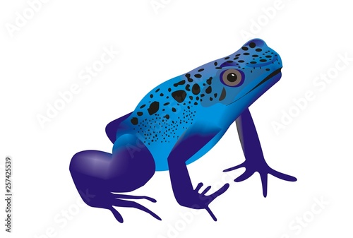 Illustration of a blue poison dart frog (Dendrobates tinctorius)