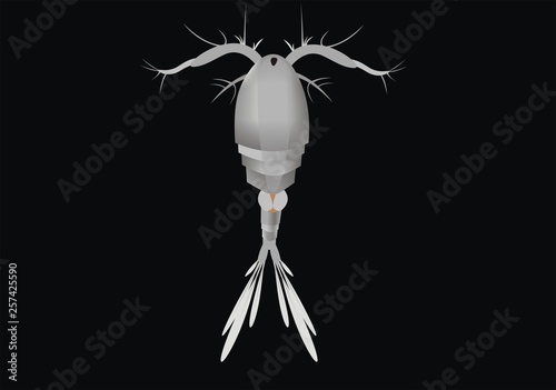 Illustration of a cyclops freshwater copepod photo