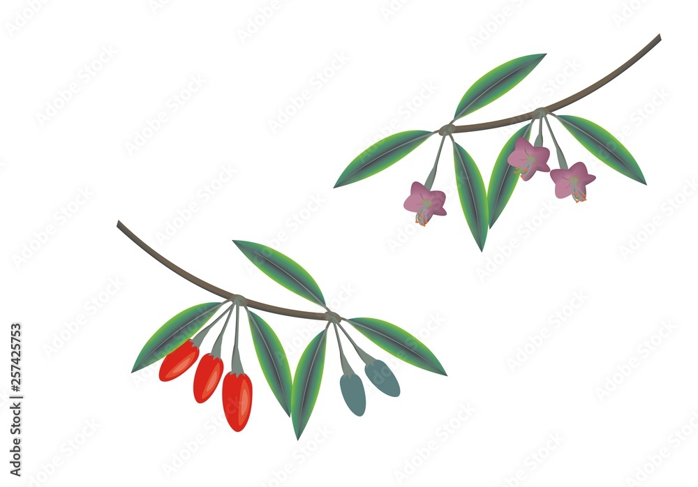 Φωτογραφία Flowers and berries of a Chinese boxthorn (Lycium barbarum)