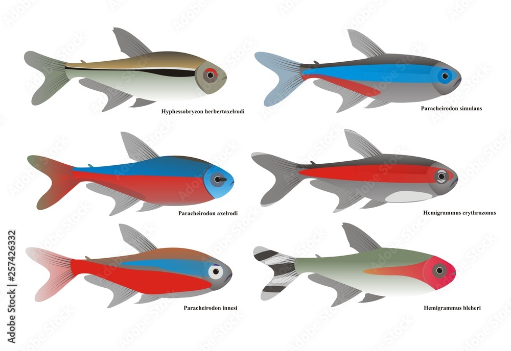 Fototapeta premium Illustration of different tetra species