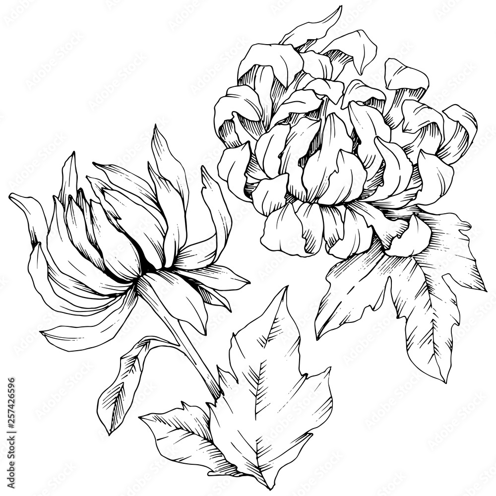 Plakat Vector Chrysanthemum floral botanical flowers. Black and white engraved ink art. Isolated flower illustration element.