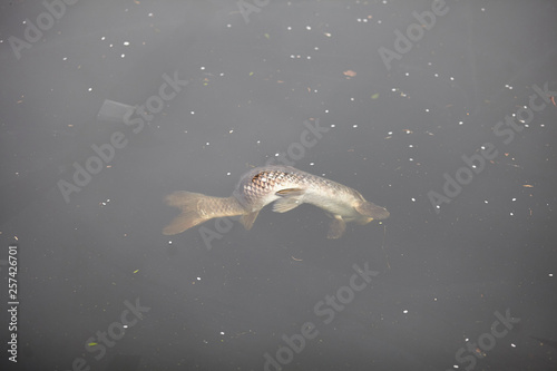 Dead Fish on a polluted river in London