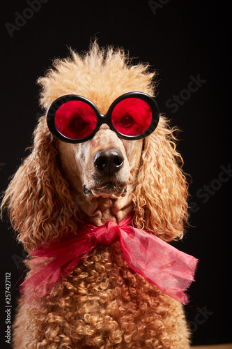 Funny dog portrait with glasses © Teemu Tretjakov