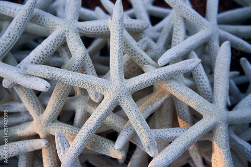 A heap of starfishes
