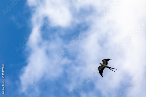 Birds in Surinam