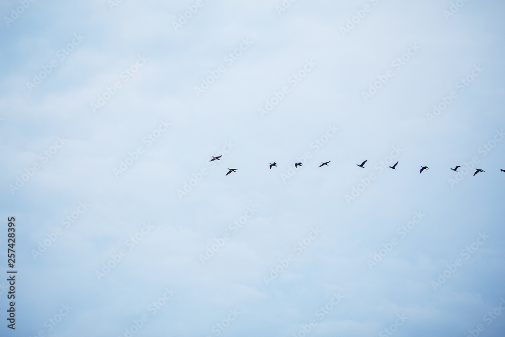 in the blue autumn sky flying birds flock in a row in the blue autumn sky flying birds flock in a row