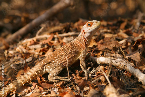 Madagascar collared iguanid on ground with caution photo
