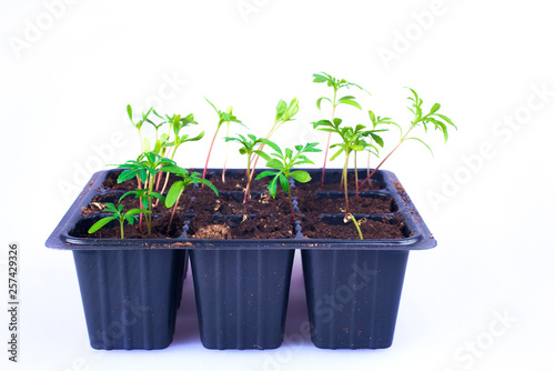 seedling plants growing in germination plastic tray