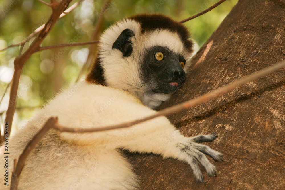Obraz premium portrait of Verreaux’s sifaka clinging to a tree
