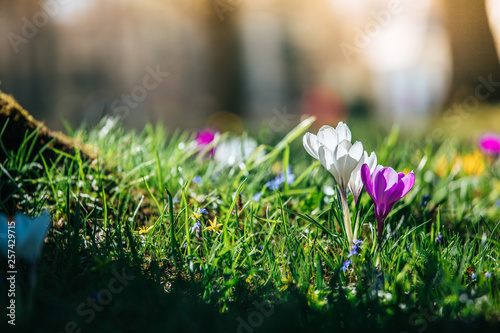 Fototapeta Naklejka Na Ścianę i Meble -  Springtime. Spring flowers in sunlight, outdoor nature. Wild crocus, postcard.