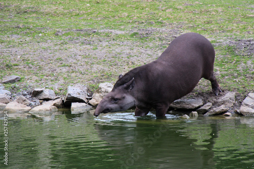 Tapir © frdric