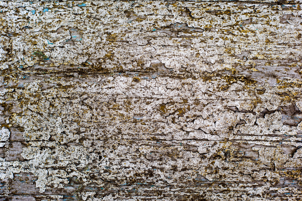 Obraz premium abstract pattern covered with mycelium on an old tree, background