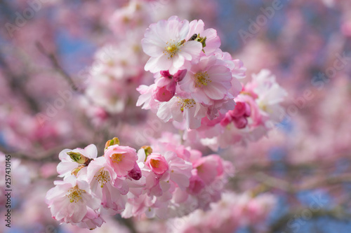 Very beautiful pink cherry blossom in Germany, march 2019