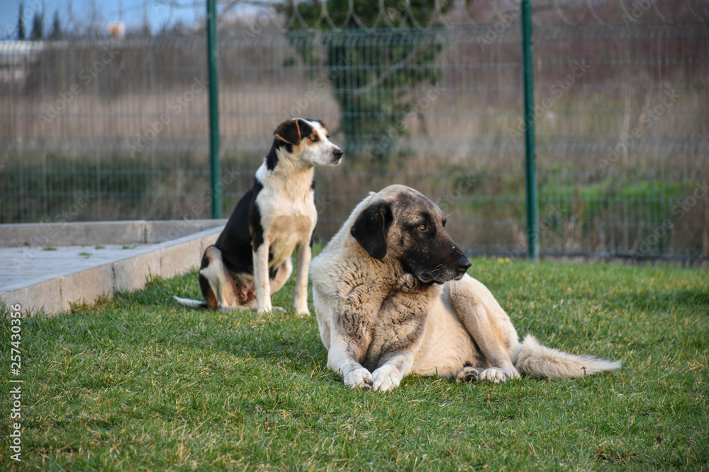Kangal shepherd dog and little friend Kangal shepherd dog and little friend