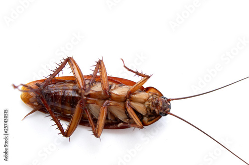 cockroach isolated on white background © Theeranad