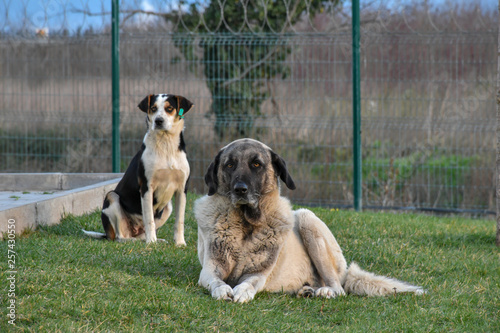 Kangal shepherd dog and little friend photo