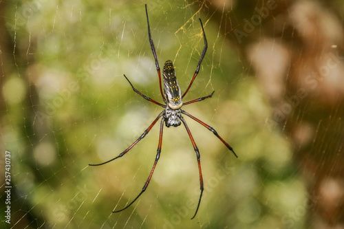 golden web spider in web with golden spinning threads