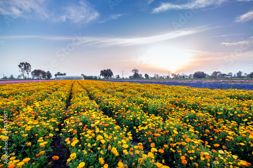Colorful flowers landscape photo