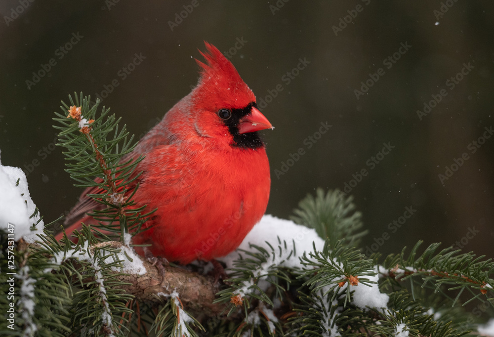 Fototapeta premium Cardinal in Snow