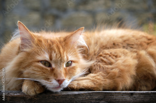 red cat sleeping on a wooden surface © nndanko