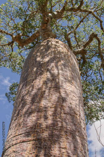 very old baobab Adansonia za in spiny forest, Madagascar photo