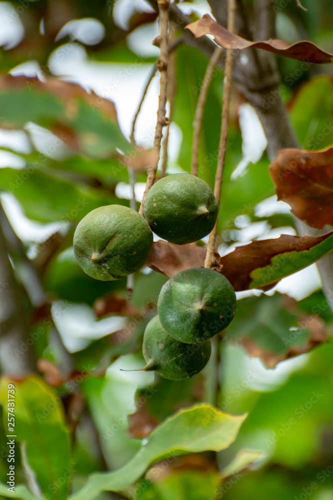 Fototapeta premium Ripe macadamia nuts handing on macadamia tree ready for harvest