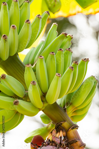 Tropical banana palm tree with green banana fruits growing on plantation on Gran Canaria island  Spain